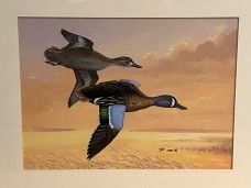 /userimg/L3qdR/RA Blue-wing teal.jpg
